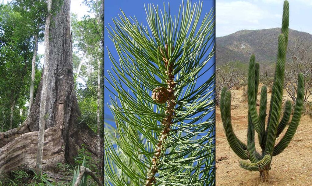 Programa institucional de la Comision Nacional Forestal1