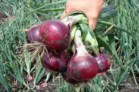 cebollas