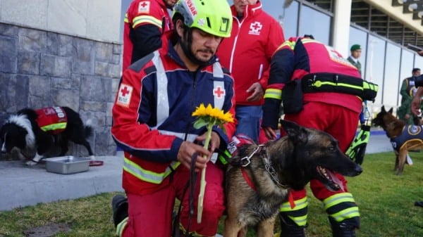 perro proteo
