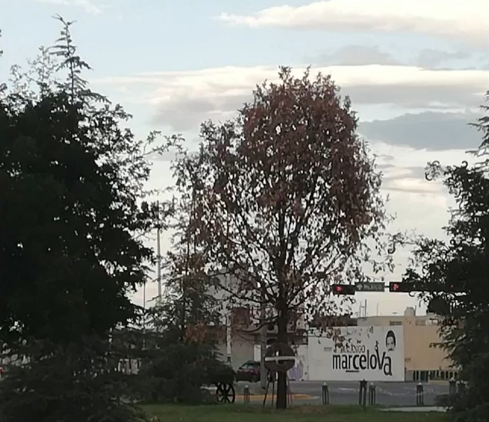 Ambientalistas colocan una corona de muertos en el roble llamado "Legado" 460 de Durango y sembrado el 8 de julio, símbolo del 460 aniversario de la ciudad,