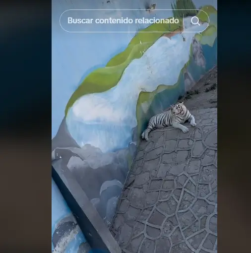 Una usuaria de TikTok identificada como Etzyg denunció las malas condiciones en las que se encuentran los animales del Zoológico de Durango