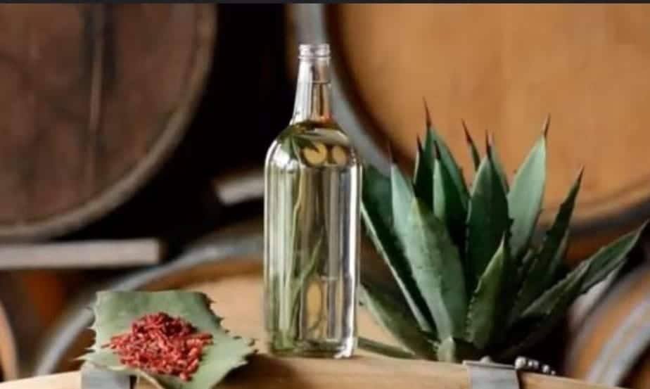 Durango Tercer Mayor Productor de Mezcal en México a través de Estrategias de Reforestación