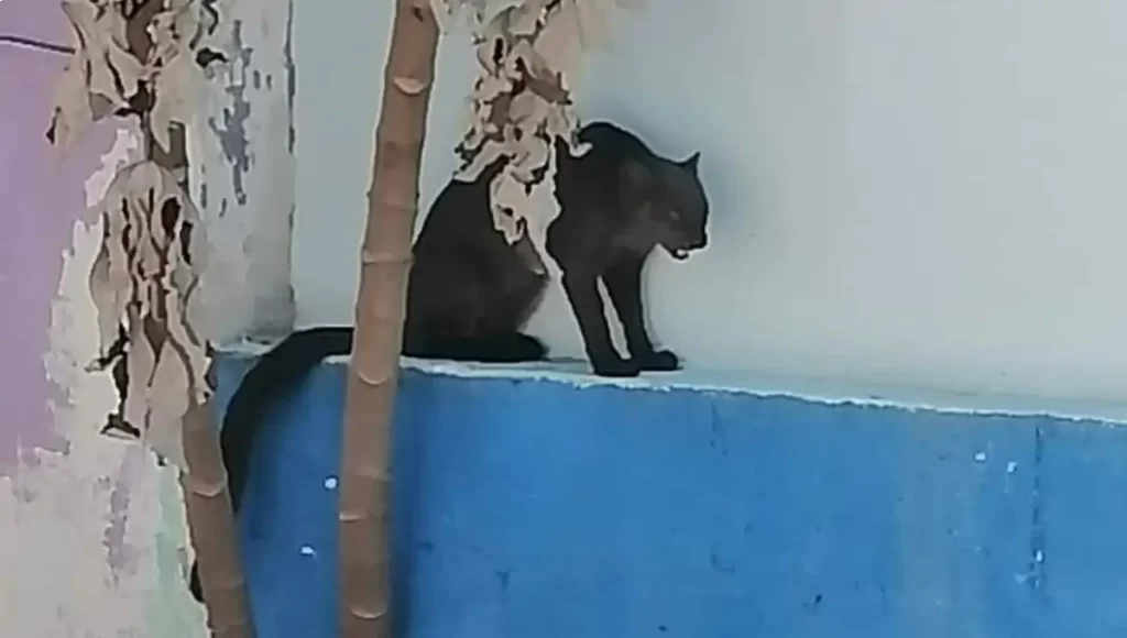 Jaguarundi capturado en Merida es liberado en la Reserva Ecologica de Cuxtal