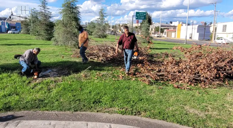 El roble de 15 años se secó y se cayó por el trasplante fallido en el mes de julio 2023 en la Capital de Durango