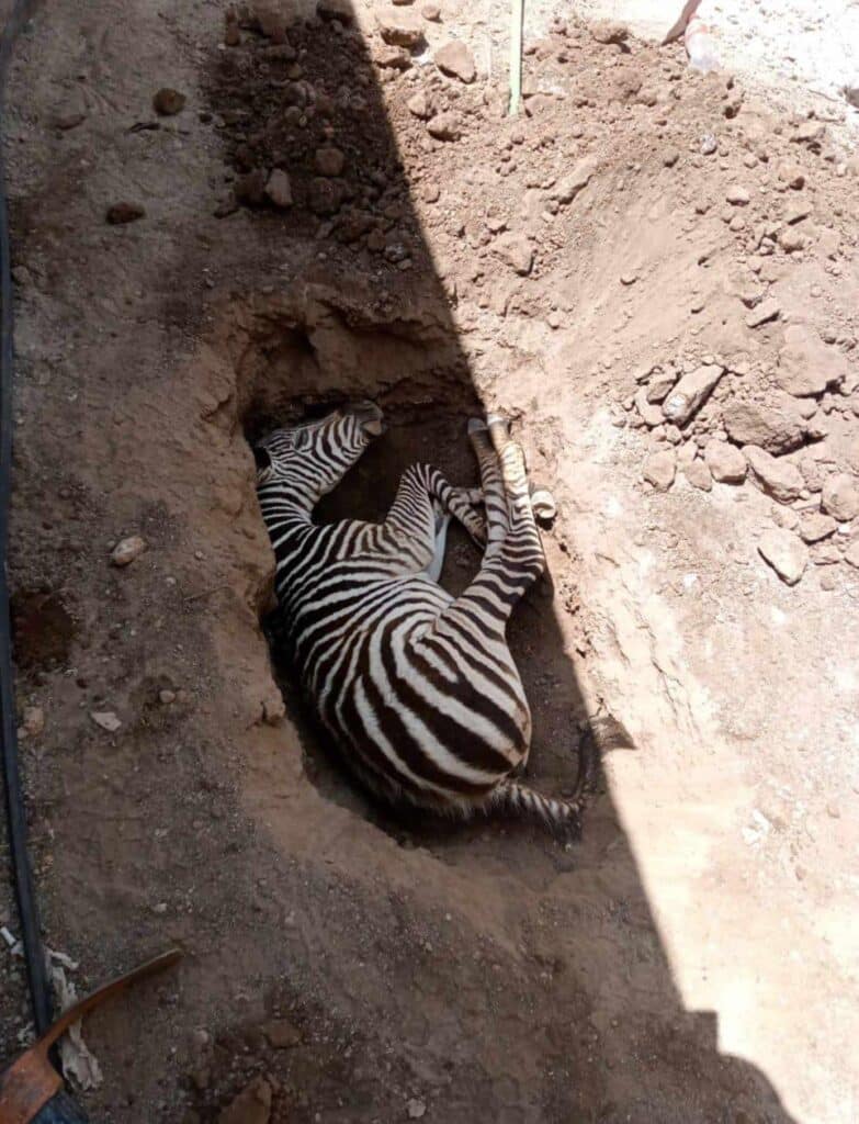 cebra muerte zoologico durango