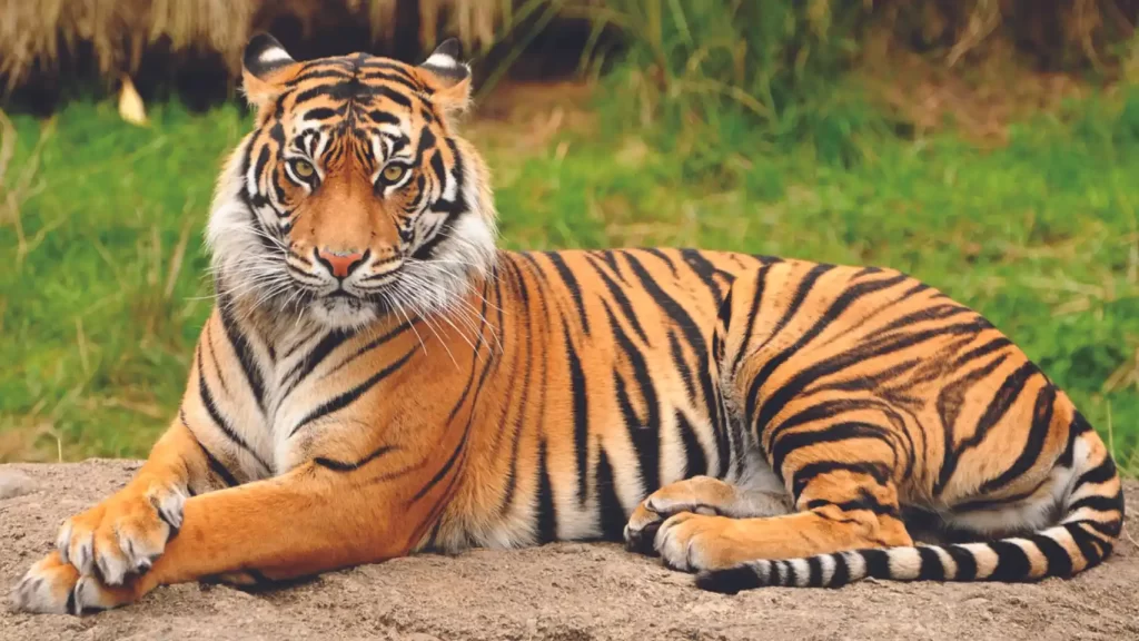 tigre durango
