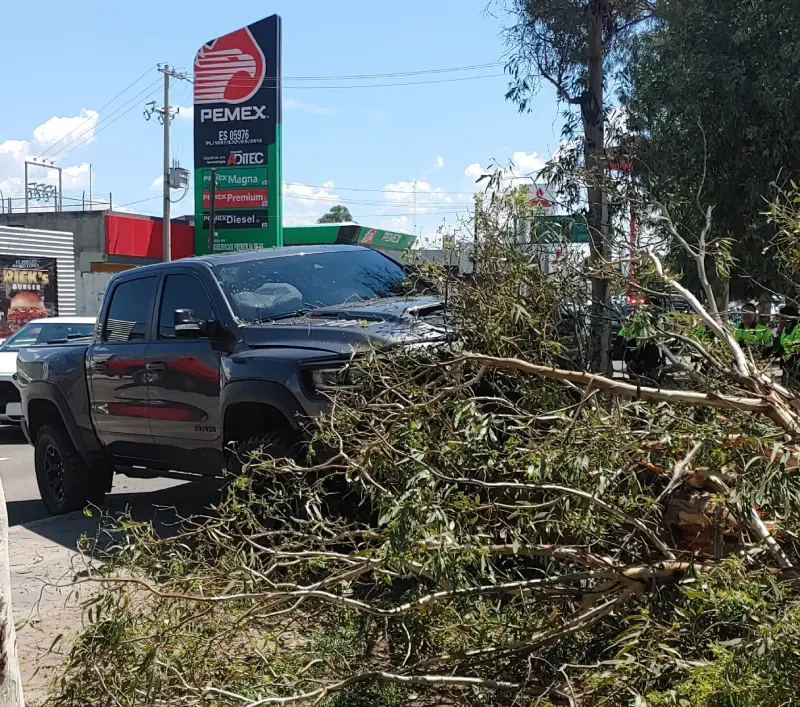 Ram derriba árbol; Ejército en alerta por falso reporte de armas