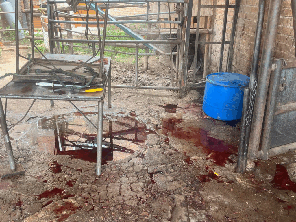 La Coprised confirmó la existencia de un matadero clandestino en un domicilio de Durango