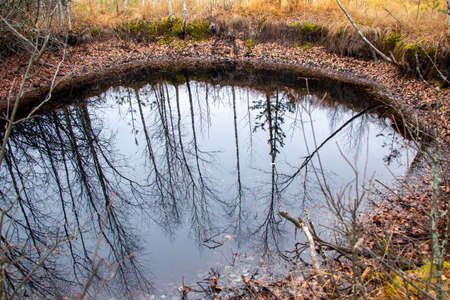 Castores salvan río en República Checa: ¡La naturaleza vence a la burocracia! 1 castores