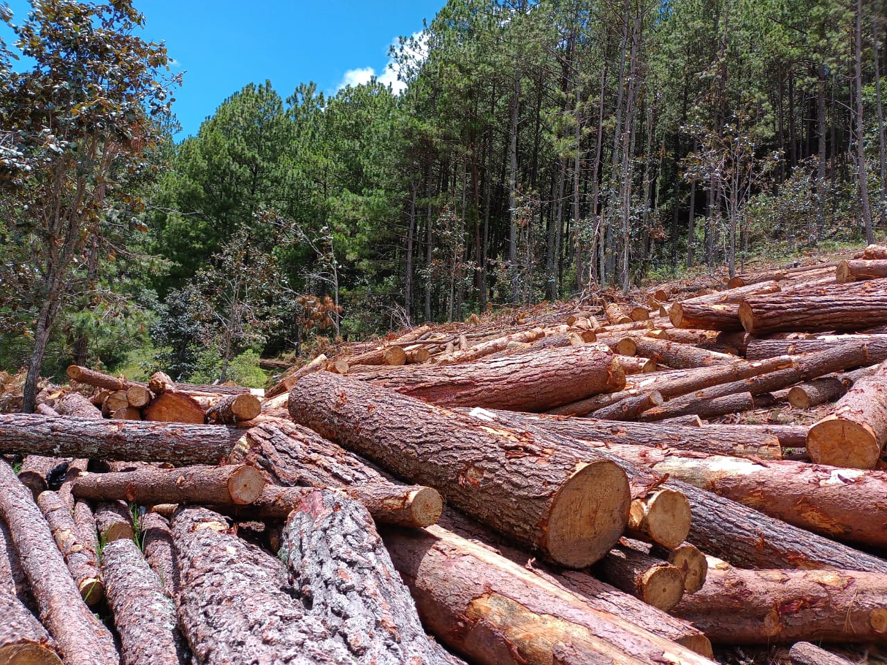 Tala ilegal en Durango ya supera a la producción legal de madera, denuncian productores forestales
