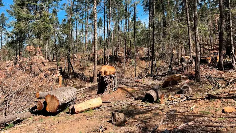 Tala ilegal en Durango ya supera a la producción legal de madera, denuncian productores forestales 1 Tala ilegal en Durango ya supera a la producción legal de madera, denuncian productores forestales