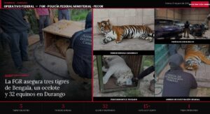 La FGR catea predio en la comunidad de Aquiles Serdán, Durango y asegura tres tigres de Bengala, un ocelote y 32 equinos