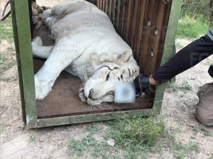Un agente de la Agencia de Investigación Criminal supervisa el confinamiento de uno de los tigres de Bengala asegurados durante el operativo federal en el poblado Aquiles Serdán. Los felinos fueron resguardados en contenedores de madera para su traslado. / FGR