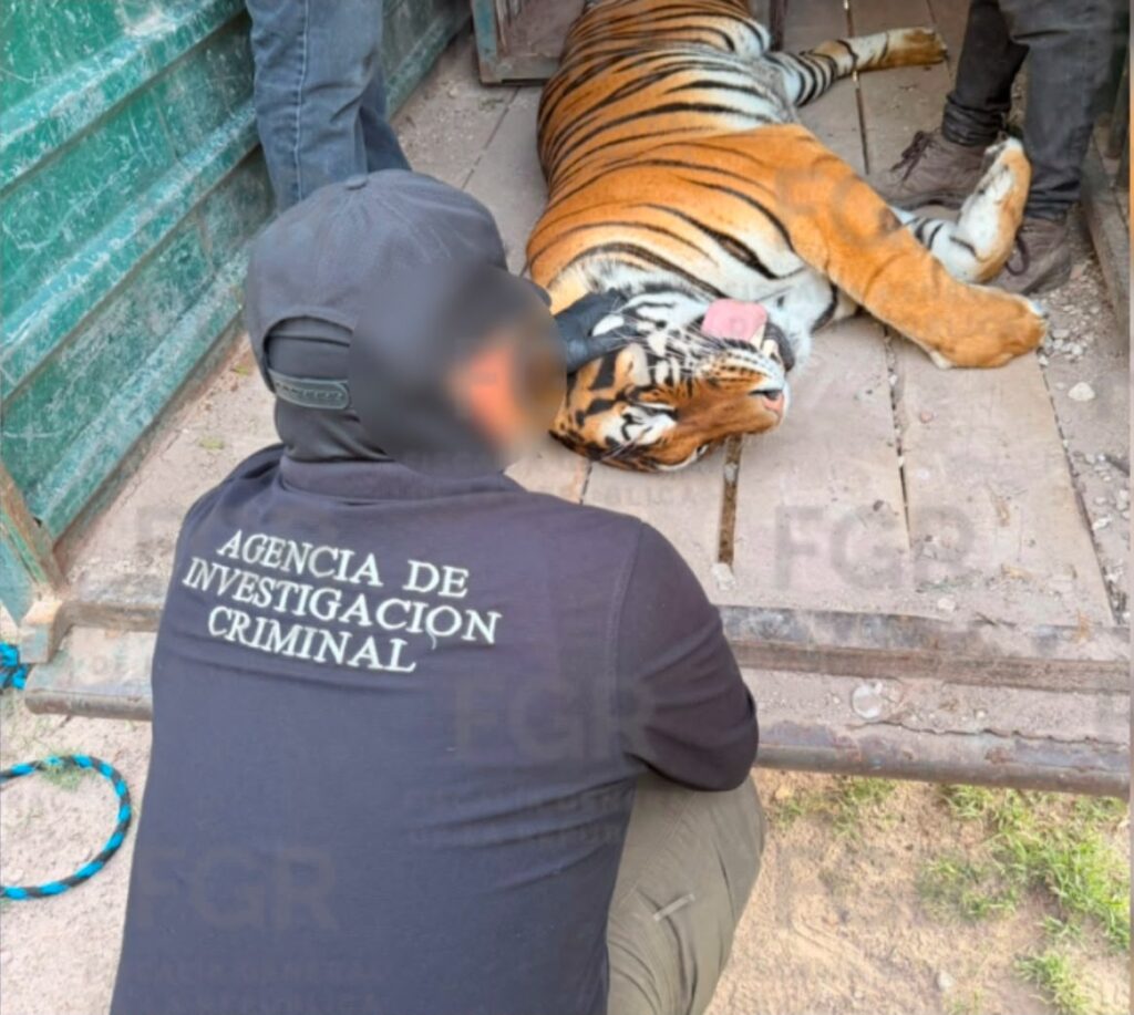 Un tigre de Bengala descansa en el piso de concreto del predio intervenido en Aquiles Serdán, Durango, tras el cateo ejecutado por la Policía Federal Ministerial. El felino fue trasladado al Zoológico de Durango. / FGR