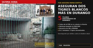 Aseguran otros 2 tigres blancos en Durango; ya suman 5 felinos decomisados en poco más de dos semanas