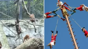 Vídeo: Monos del Zoológico de Chapultepec sorprenden al “imitar” a los Voladores de Papantla